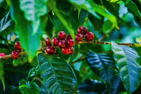 Back to the roots. A QUEST on an old paradigm.